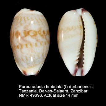 Purpuradusta fimbriata (f) durbanensis.jpg - Purpuradusta fimbriata (f) durbanensisSchilder & Schilder,1938